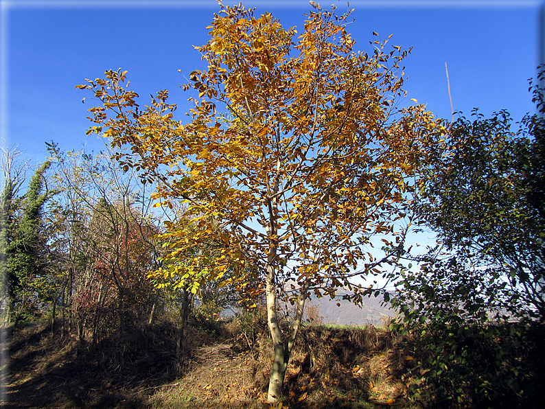 foto Alle pendici del Monte Grappa in Autunno